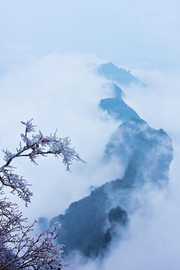 The cloud sea of Zhangjiajie