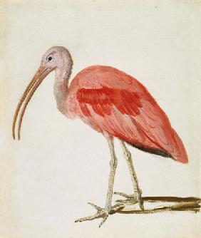 Portrait of a Scarlet Ibis Bird