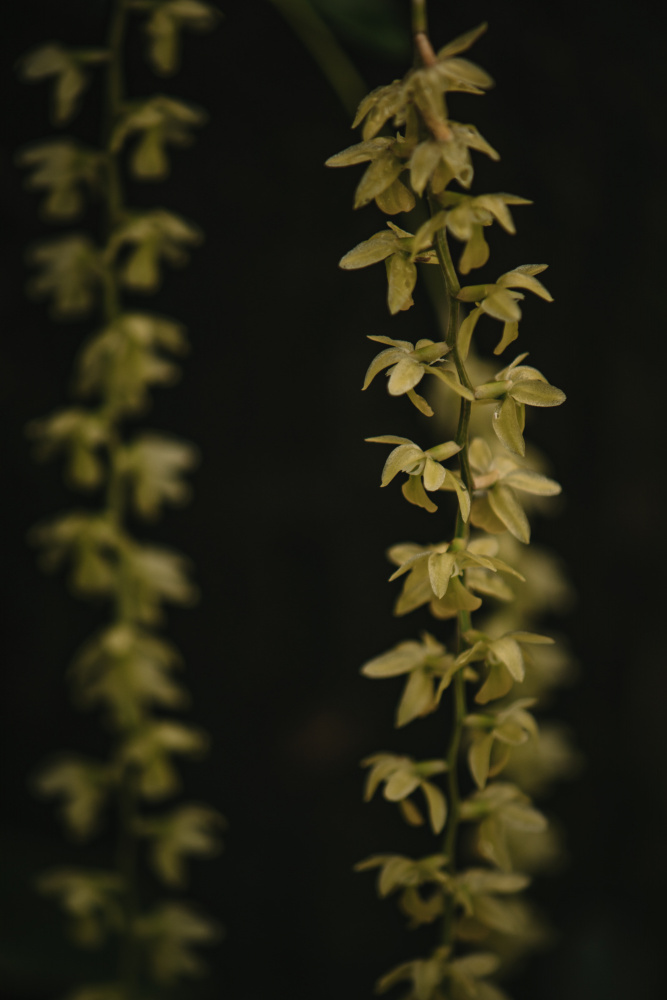 Botanical Series - Small Yellow Blossoms from Eva Bronzini