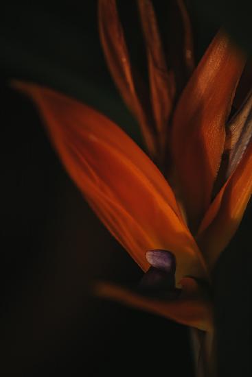 Botanical Series - Bird of Paradise Flower