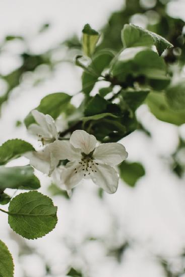 Spring Series - Apple Blossoms in the Rain 10/12