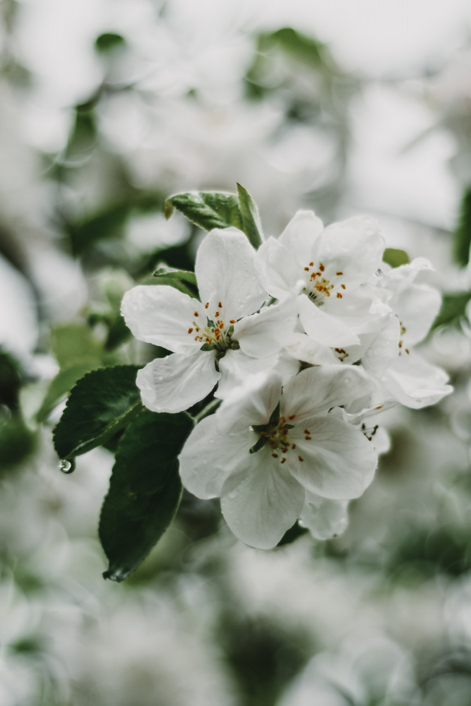 Spring Series - Apple Blossoms in the Rain 1/12 from Eva Bronzini