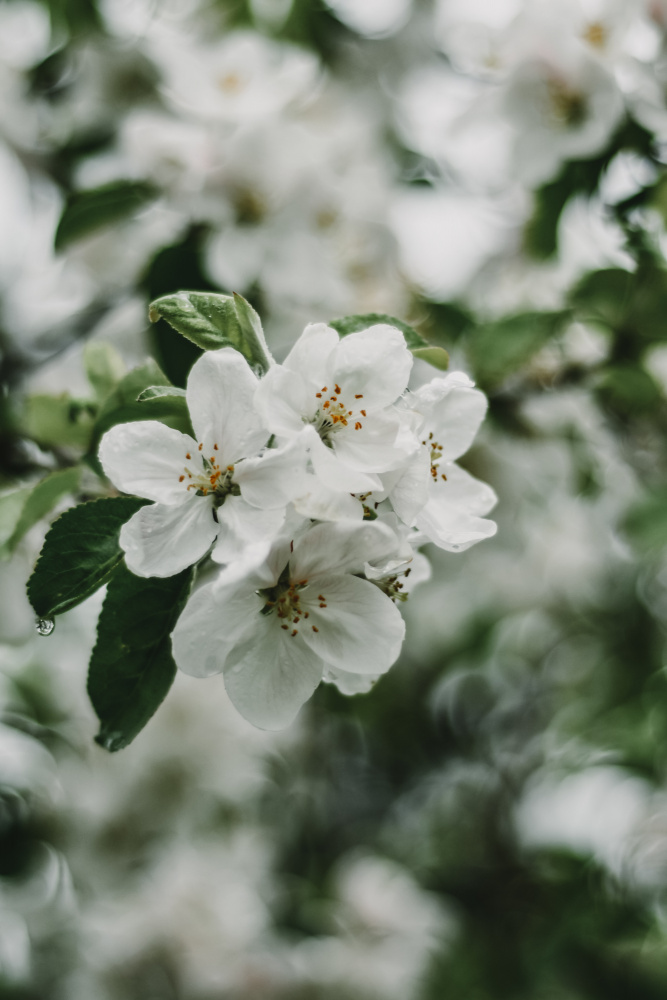 Spring Series - Apple Blossoms in the Rain 2/12 from Eva Bronzini