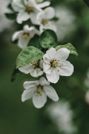 Spring Series - Apple Blossoms in the Rain 4/12