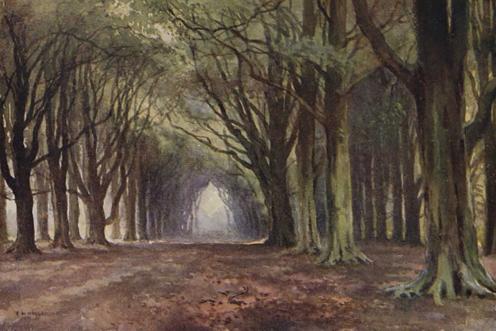 The Beech Avenue, Thoresby from E.W. Haslehust