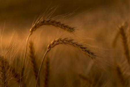 Wheats