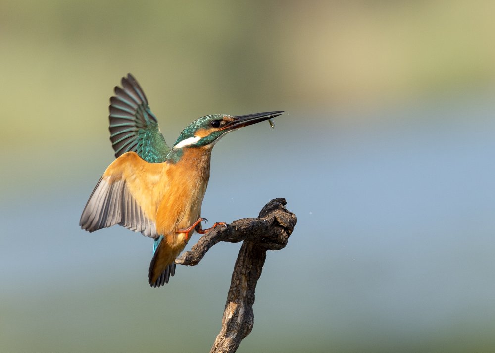 Common kingfisher from Eyal Amer