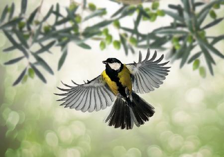Great Tit flies at olive grove