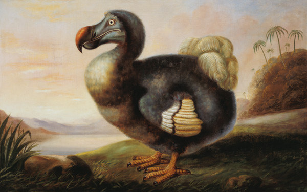 Study of a Dodo from F Hart