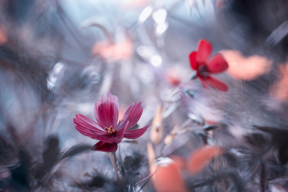 Une autre fleur, une autre histoire from Fabien Bravin