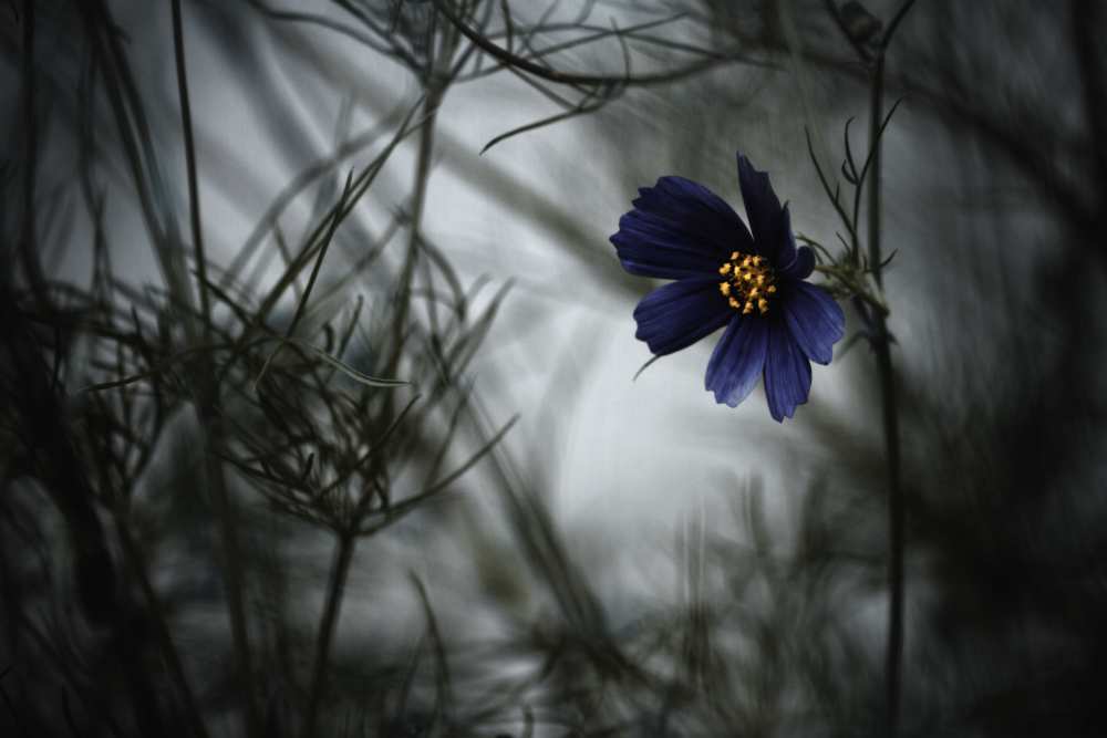 When Cosmos will be blue from Fabien Bravin