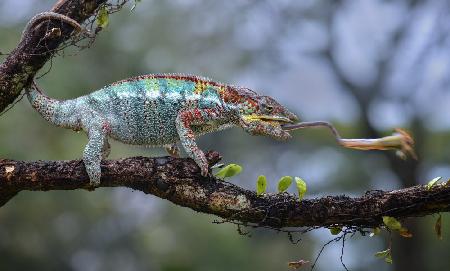 Chameleon