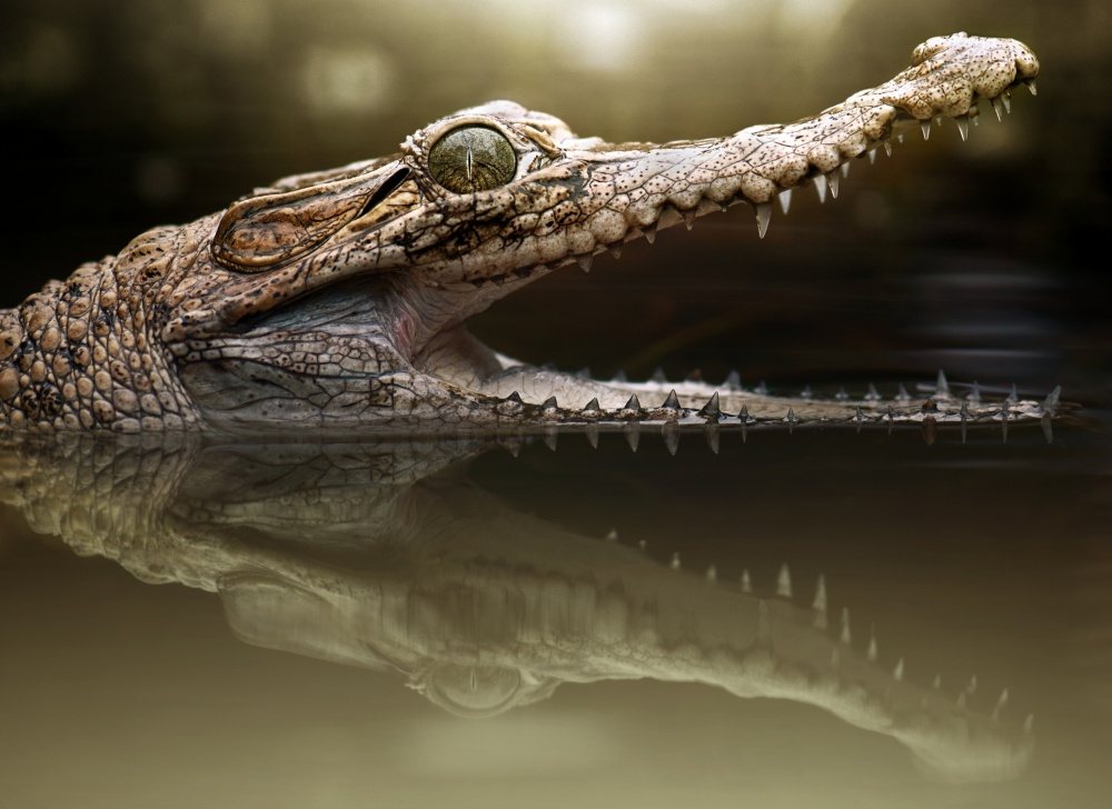 Croc from Fahmi Bhs