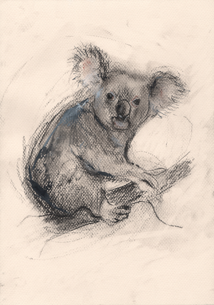 Koala from Faisal Khouja
