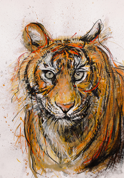 Tiger from Faisal Khouja