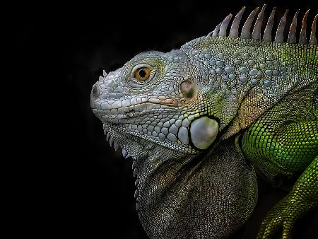 Exotic Green Iguana