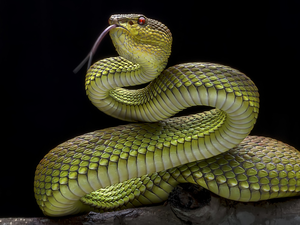 Golden Venomous Viper Snake from Fauzan Maududdin