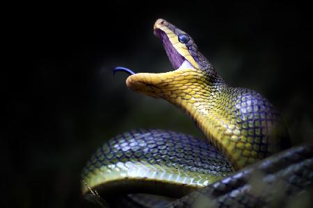 Gonyosoma oxycephala - Javanese Green Snake
