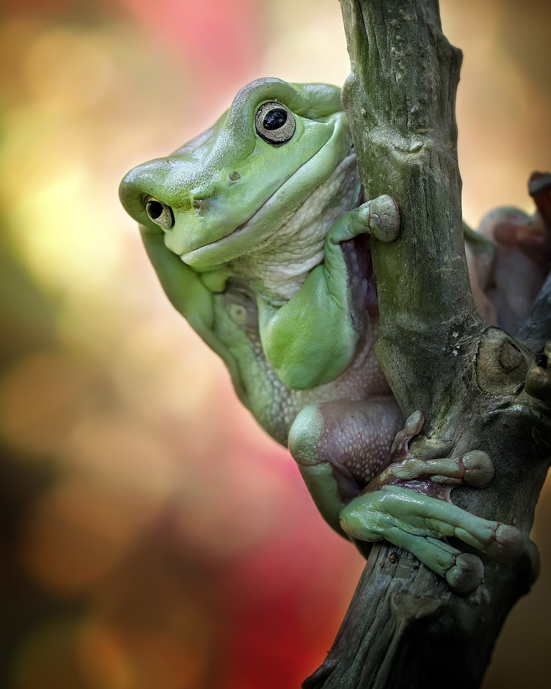 Big Fat Cute Tree Frog from Fauzan Maududdin