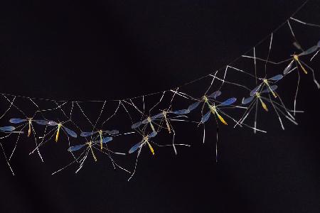 Hanging Cranefly