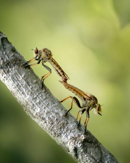 Mating Robberfly