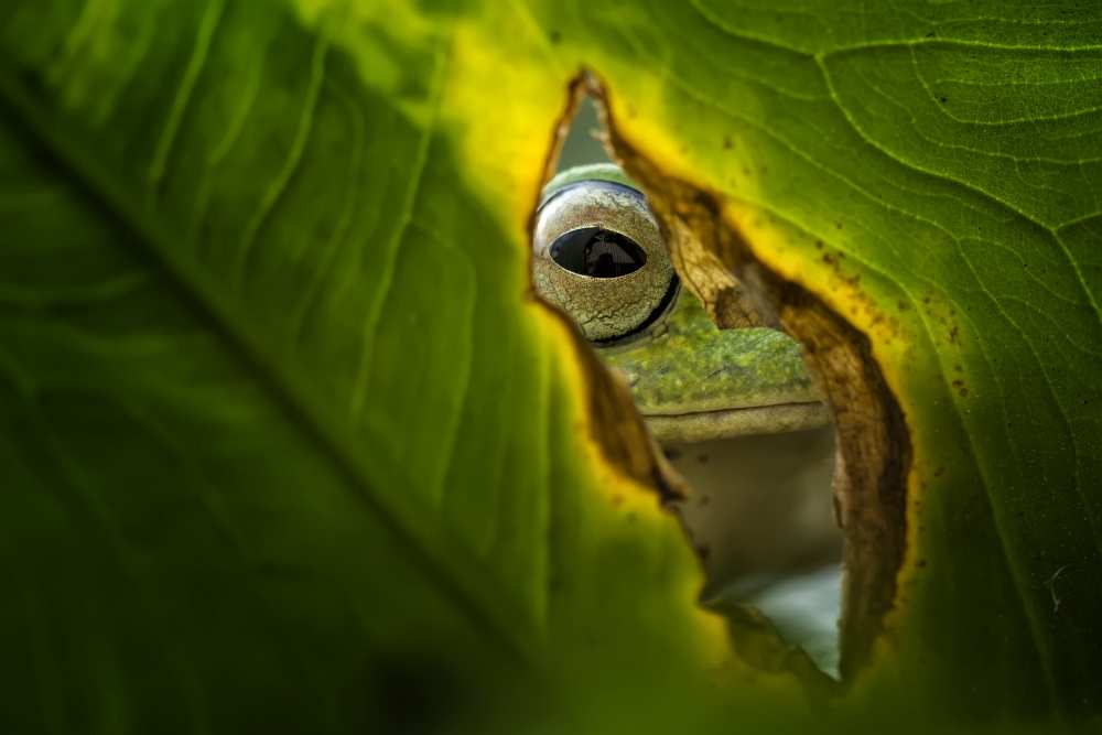 Peeking Frog from Fauzan Maududdin