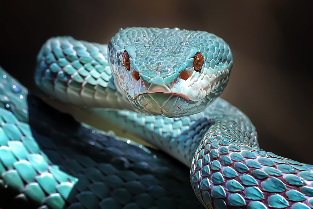 Sharp Look of Blue Insularis Viper Snake from Fauzan Maududdin