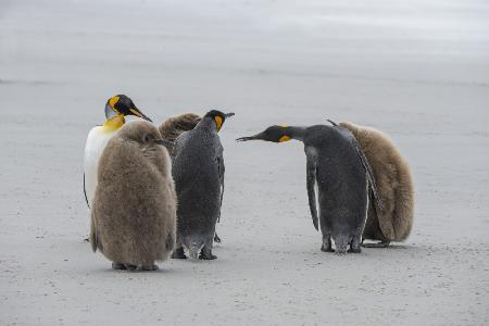 Greetings Among Penguins