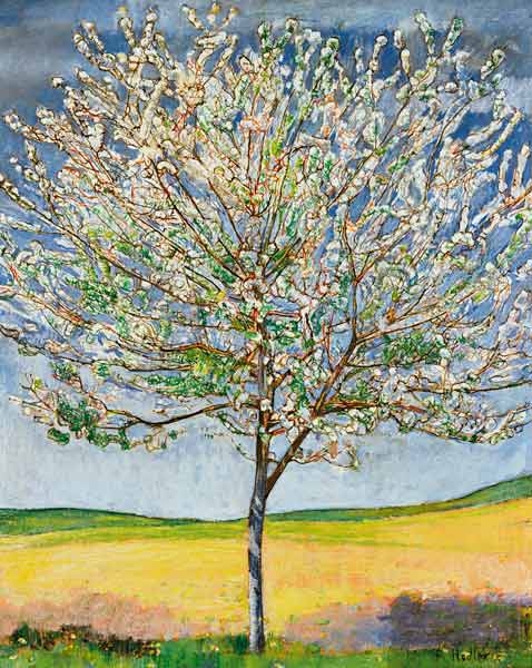 Cherry tree in bloom from Ferdinand Hodler