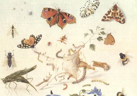 Study of Insects, Flowers and Fruits from Ferdinand van Kessel