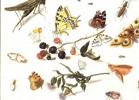 Study of Insects, Flowers and Fruits from Ferdinand van Kessel