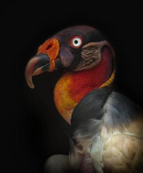 King vulture-Sarcoramphus papa