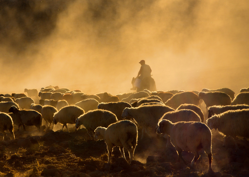 Shepherd and herd from feyzullah tunc
