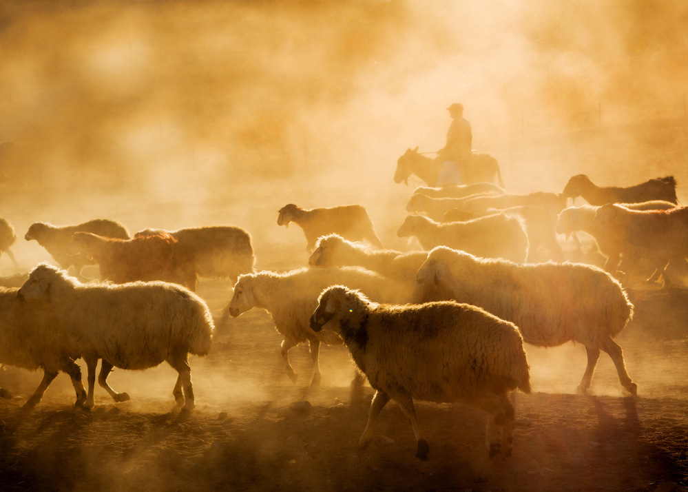 sheep flock from feyzullah tunc