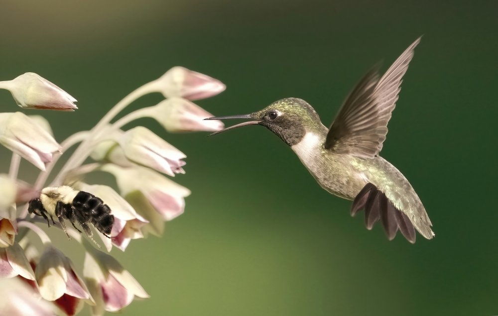 hummingbird in action from Flora Rao