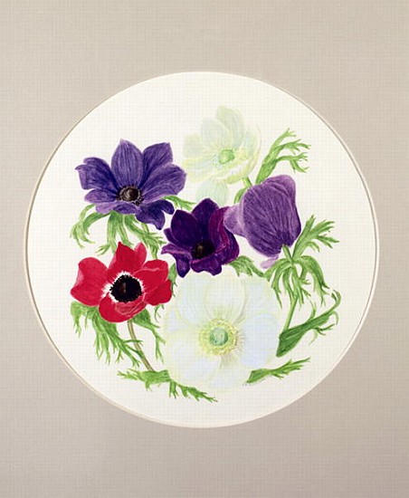 Anemones  from Frances  Buckland