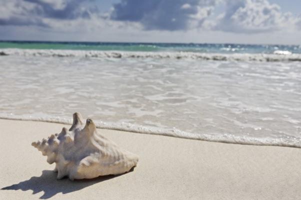 sea shell on the beach from Franck Camhi