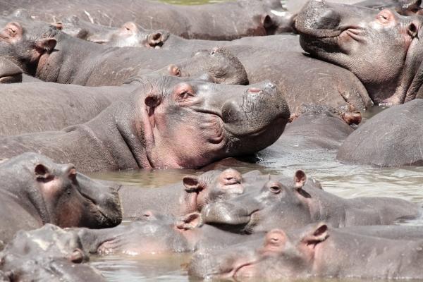happy Hippopotamus from Franck Camhi
