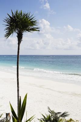 palm tree on the beach