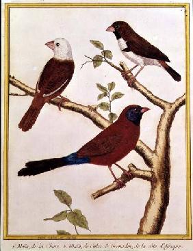 White-headed Munia, Double Coloured Seed Eater and Violet Eared Waxbill