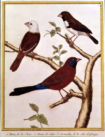 White-headed Munia, Double Coloured Seed Eater and Violet Eared Waxbill from Francois Nicolas Martinet