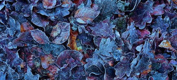 Frosty Leaves from FRANK DERNBACH