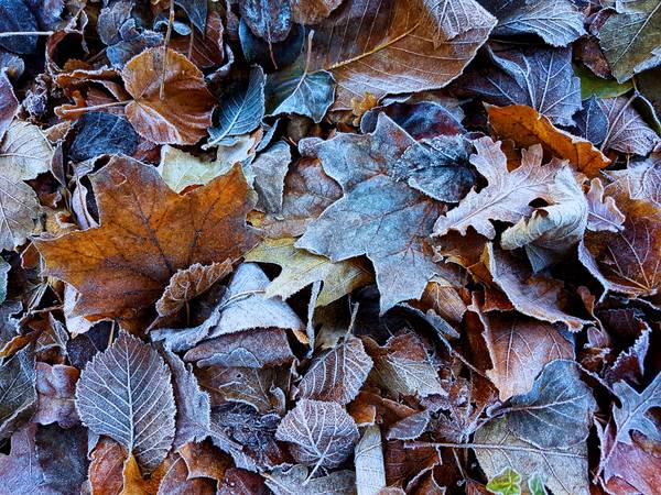 Icy Leaves from FRANK DERNBACH