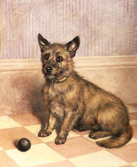 Waiting to Play, a Cairn terrier with a ball from Frank Paton