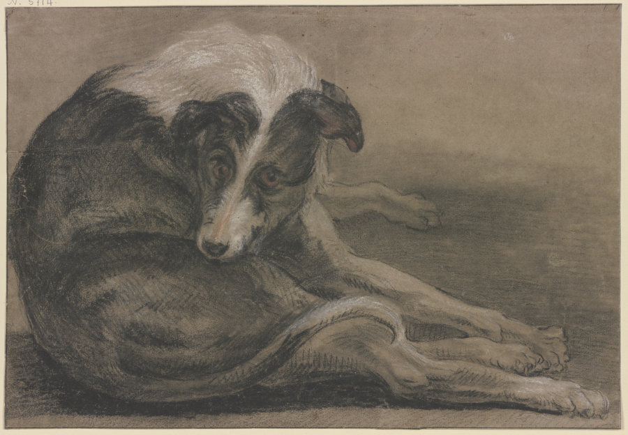 Greyhound, lying from Frans Snyders