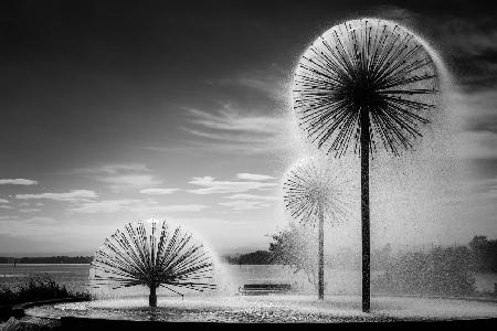 Dandelions