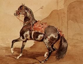Arabian horse. from Französisch