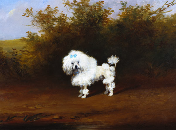 A Toy Poodle in a Landscape (board) from Frederick French