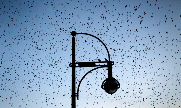 Tausende Stare fliegen am Himmel über Mainz from Fredrik Von Erichsen