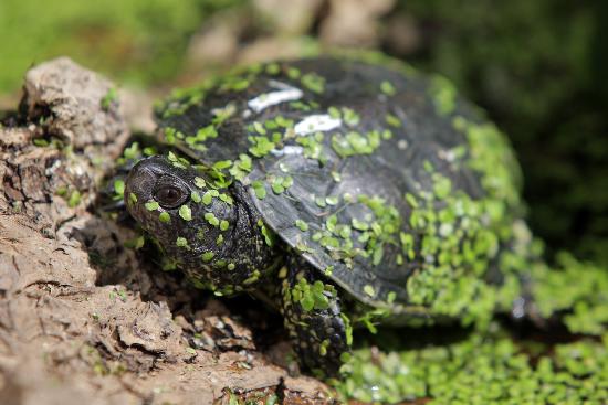 Sumpfschildkröte in der Pfalz from Fredrik Von Erichsen